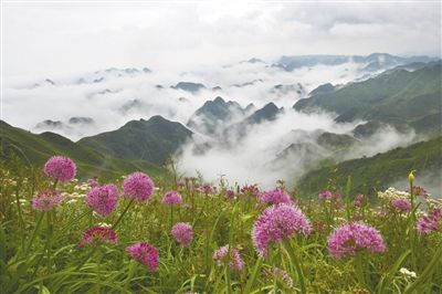 贵州毕节市现世界上规模最大的野生韭菜花带