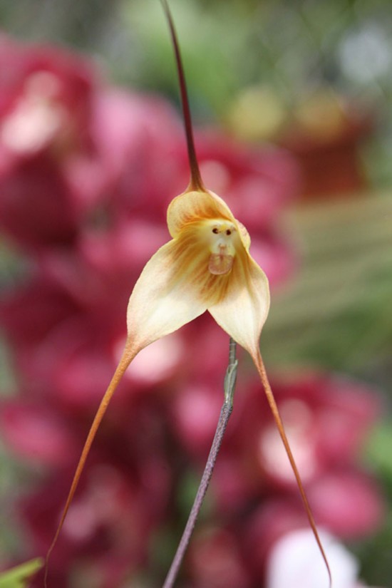 亮瞎!裸男花和妓女唇形状奇怪的花(图)