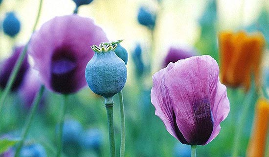 明知有害,为何还会有人吸毒成瘾?