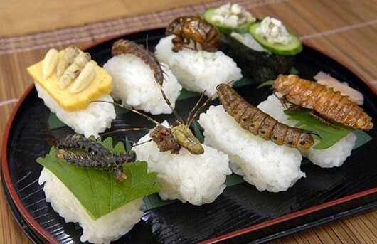日本现吃虫俱乐部专门钻研昆虫新吃法