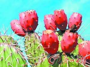 怪物番果你吃过吗?仙人掌果巴西莓百香果