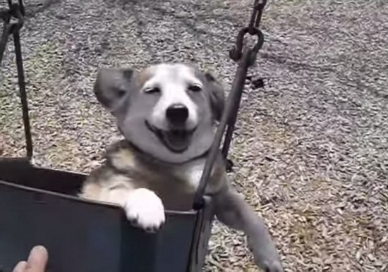 主人让年迈狗狗荡秋千哄其露笑颜视频爆红网络