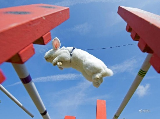 德国兔子跨栏比赛 萌态十足滑稽可爱(组图)