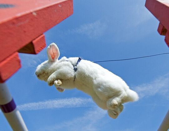德国举行兔子跨栏比赛 盘点各种趣味动物比赛
