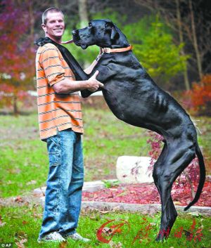 世界最高大丹犬病逝:直立高2.24米 重70公斤(图