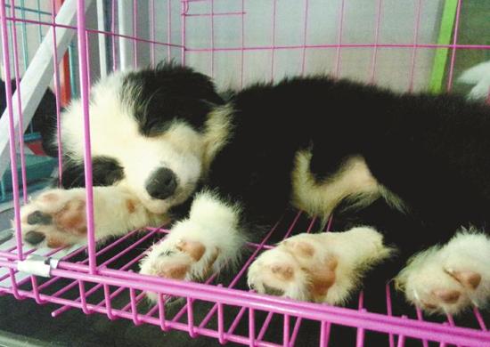 成都宠物店现大规模星期狗 主人准备集体维权