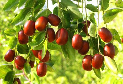 鲜枣是全能王 秋季营养最全面的5种水果