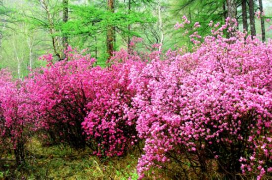 漫游四季阿尔山 热的<em>圣水</em> 绝色风光--山东频道