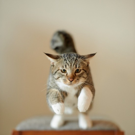 动物摄影:喵星人观察日记【组图】