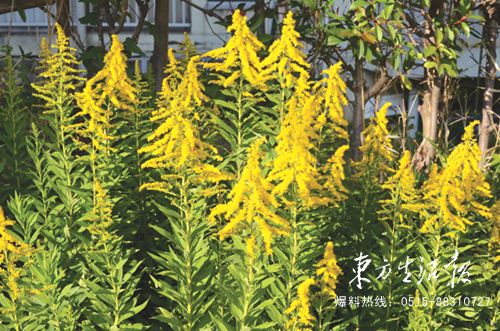 数十种外来物种侵入盐城 最具威胁植物有5种