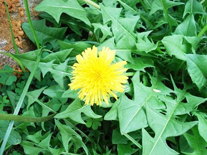 苦菜可抑制白血病十种野菜是癌症克星【4】