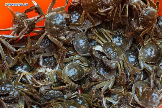 **CHINA-JIANGSU-FISHERY-YANGCHENG LAKE-CHINESE MITTEN CRAB-HARVEST (CN)