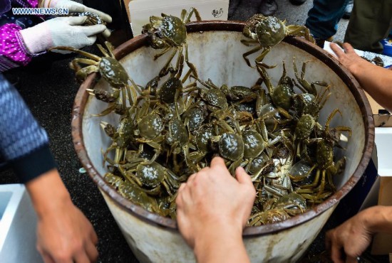 **CHINA-JIANGSU-FISHERY-YANGCHENG LAKE-CHINESE MITTEN CRAB-HARVEST (CN)