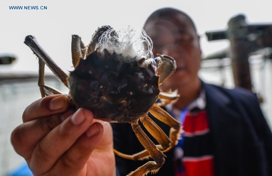 **CHINA-JIANGSU-FISHERY-YANGCHENG LAKE-CHINESE MITTEN CRAB-HARVEST (CN)