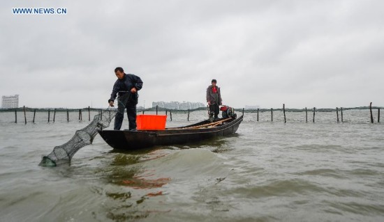 **CHINA-JIANGSU-FISHERY-YANGCHENG LAKE-CHINESE MITTEN CRAB-HARVEST (CN)