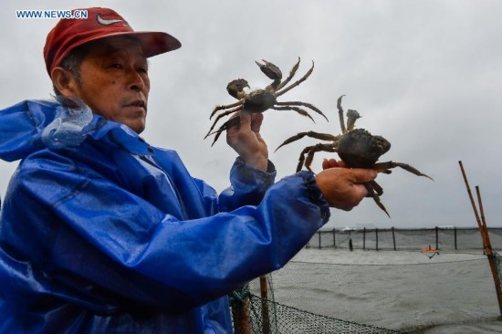 **CHINA-JIANGSU-FISHERY-YANGCHENG LAKE-CHINESE MITTEN CRAB-HARVEST (CN)