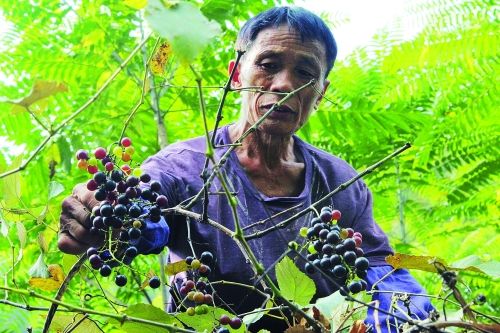 杨堤唐家村:石头缝里抠出野生葡萄园