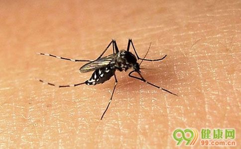 什么是登革热病?如何预防登革热?