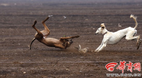 陕西细狗:秦朝就有细狗撵兔 属珍稀犬种差点灭