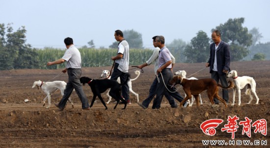 陕西细狗:秦朝就有细狗撵兔 属珍稀犬种差点灭