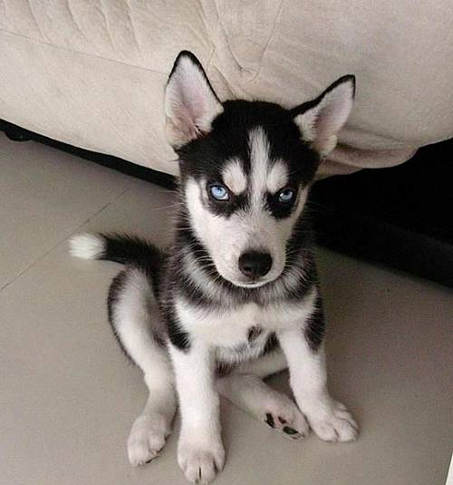 家有萌宠不发愁 让汪星人也满意的家居装修方