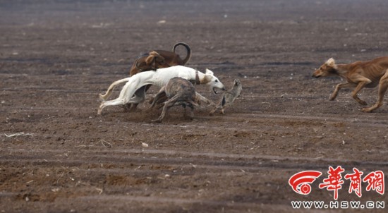 陕西细狗:秦朝就有细狗撵兔 属珍稀犬种差点灭