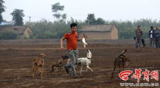 陕西细狗:秦朝就有细狗撵兔 属珍稀犬种差点灭