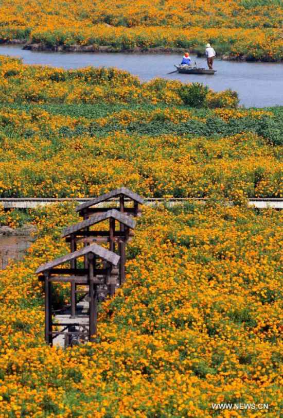 #CHINA-JIANGSU-XINGHUA-MARIGOLD (CN)