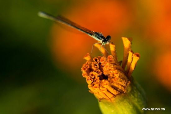 #CHINA-JIANGSU-XINGHUA-MARIGOLD (CN)