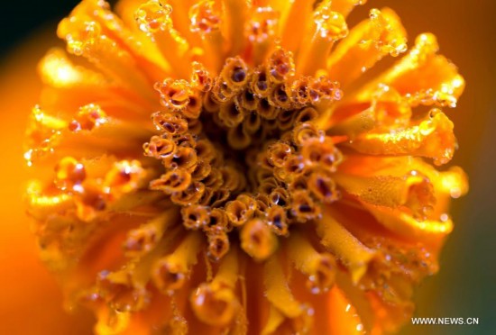 #CHINA-JIANGSU-XINGHUA-MARIGOLD (CN)