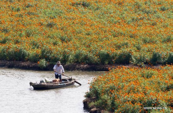 #CHINA-JIANGSU-XINGHUA-MARIGOLD (CN)