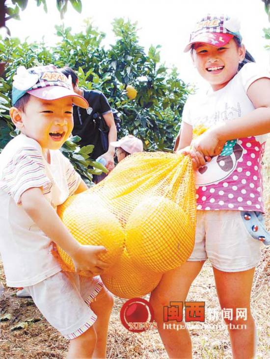 上杭首届红心柚采摘节开幕