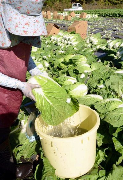 日本火山爆发致白菜蒙灰 农民需洗净出售