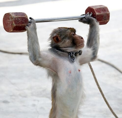 耍猴艺人卖艺被判刑 保护动物还是保护传统文