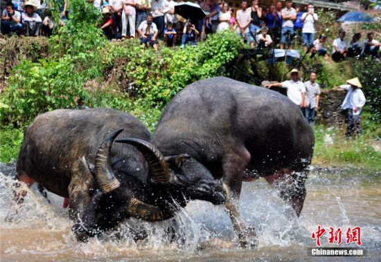 广西三江斗牛节场面火爆 逾万人争睹- Micro R