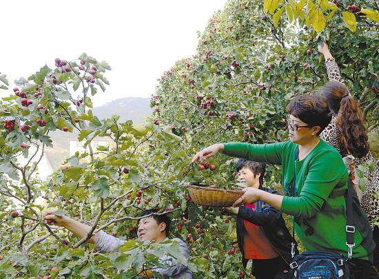 国庆佳节连云港众市民走进农家乐体验采摘喜悦