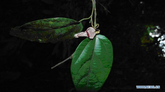 Photo released by VNA on Oct. 9, 2014 shows the flower of a new plant species in the Aristolochiaceae family recently discovered in Xuan Lien Nature Reserve in Thanh Hoa province, Vietnam. The new species, Aristolochia Xuanlienensis, named after the place where it was found, has not yet been found anywhere else in the world.(Xinhua/VNA) 