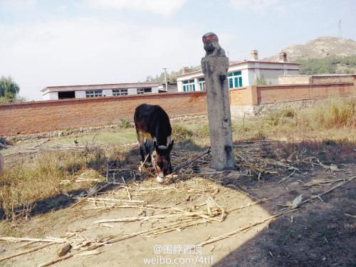 沈阳文保单位杨宇霆墓残破:变垃圾场骡马圈