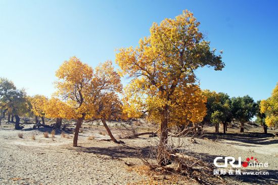 额济纳旗胡杨林:荒漠里的魔幻世界