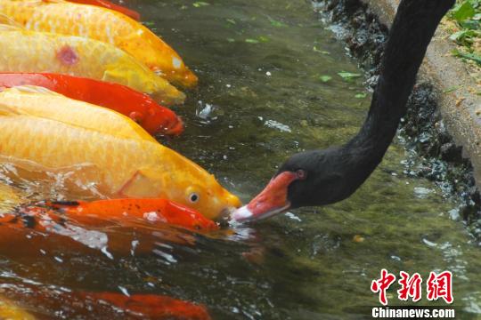 深圳动物园黑天鹅喂食锦鲤鱼 日久生情场面温