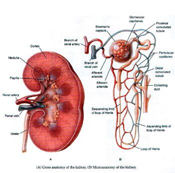 女子体检发现少了左肾疑25年前手术被摘 定期
