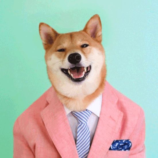 美国4岁柴犬成 男装狗模特 为多家服装品牌代