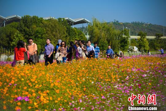 南京东郊现格桑花海情侣纷至沓来与幸福花合影