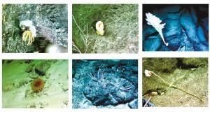 “蛟龙号”拍到的各种海底生物