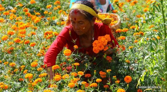 A Nepalese woman plucks marigold flowers for upcoming Tihar festival at a flower farm in Kathmandu, Nepal, Oct. 20, 2014. 