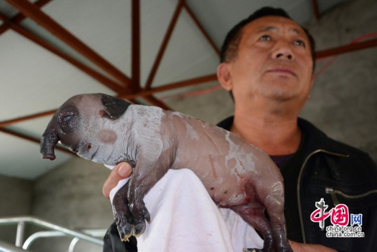 吉林一养殖场现“象鼻猪” 鼻长近4厘米（图）
