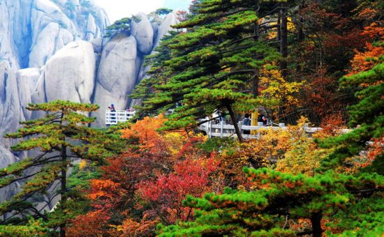 黄山美景:难以抗拒的秋色诱惑【3】