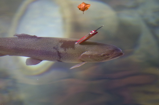 鳟鱼背上插瑞士军刀大难不死 水中游来游去(图