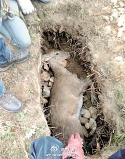 图文：张扬拍戏残忍杀鹿