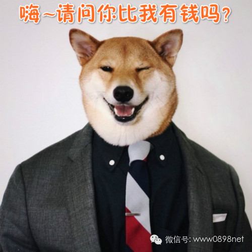 【微天下】狗狗当模特月入九万元,男子躺着玩